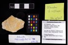 Foto (Objekt + Etikett) von Pithonoton cf. rusticum (Patrulius, 1966)  (NHMW-GEO-2017-0089-0032)